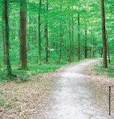 Footpath through wood