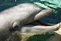 World Week of Action for Captive Dolphins