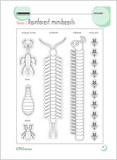 Theme 3: Rainforest minibeasts