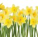 Daffodils © andyd/www.istockphoto.com