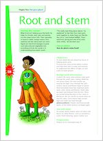 Root and stem