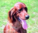Good dog