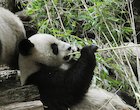 Pandas