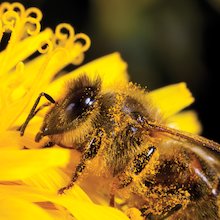 Bee closeup
