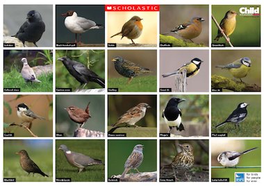 British Birds on British Birds Poster   Scholastic Education