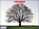 Trees and seasons
