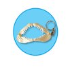 FREE Shark jaw keyring