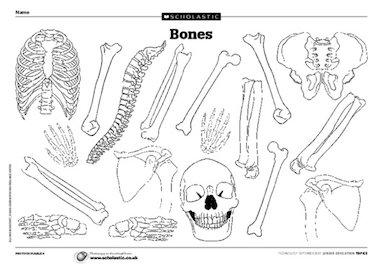 Human bones – template – FREE Primary KS2 teaching resource - Scholastic