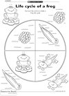 Life cycle of a frog