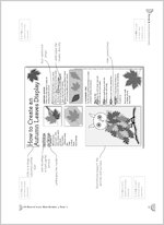 How to create an autumn leaves display