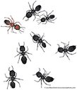 Ants in my pants.jpg Ants in my pants.jpg