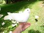 International Day of Peace