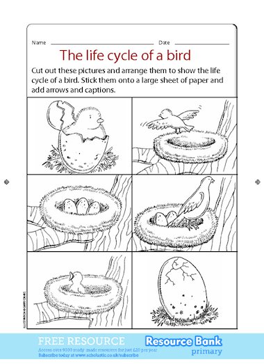 Life cycle of birds worksheet