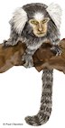 Marmoset