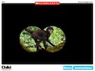 Life through a lens: Tropical rainforest