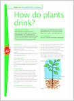 How do plants drink?