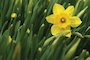 St David's Day
