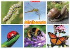 Minibeasts: Minibeasts poster Minibeasts: Minibeasts poster