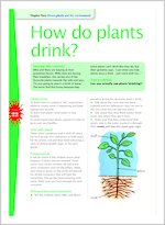 How do plants drink?