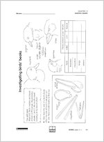 Investigating birds' beaks