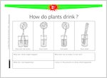 How do plants drink?