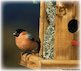 bird on birdbox bird on birdbox