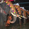 Pooram elephants