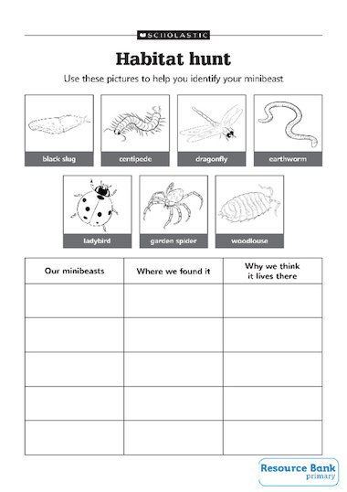 and Activity ks1 to  worksheet identify  minibeasts weather the  record help recording sheet children