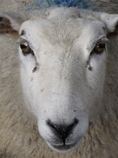 sheep1-erego-mgm-fr-553169.jpg