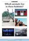 At the zoo – activity sheets At the zoo – activity sheets