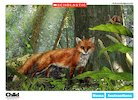 Life through a lens: British woodland