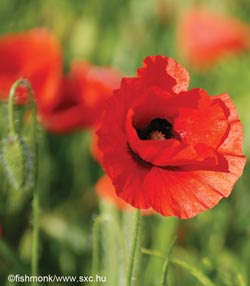 A poppy A poppy