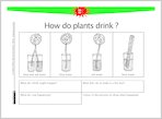 How do plants drink?
