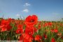 Armistice Day Armistice Day