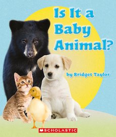 Guided Readers: Is it a Baby Animal? Pack of 6