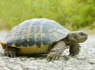 World Turtle Day
