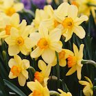 Daffodils