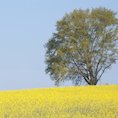 Tree in summer