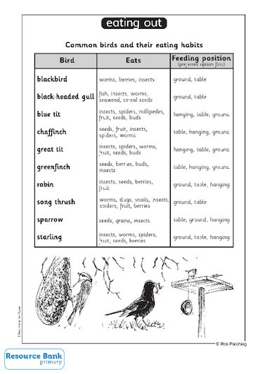 British Bird Chart