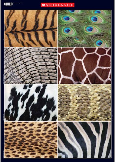 Animal patterns – Primary KS1 teaching resource - Scholastic