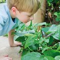 Boy looking at a butterfly Boy looking at a butterfly