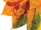 Michaelmas Day
