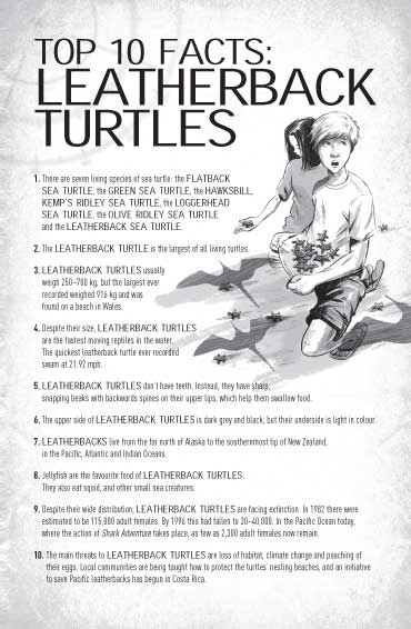 Leatherback turtle essay picture