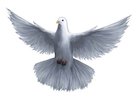International Day of Peace
