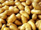 First potatoes arrives in Britain (1586)
