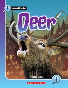 Deer