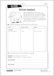 African Elephant