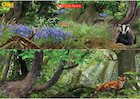 Woodland poster