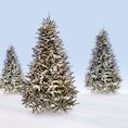 Christmas trees Christmas trees