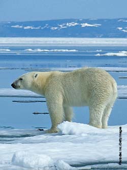 Polar Bear